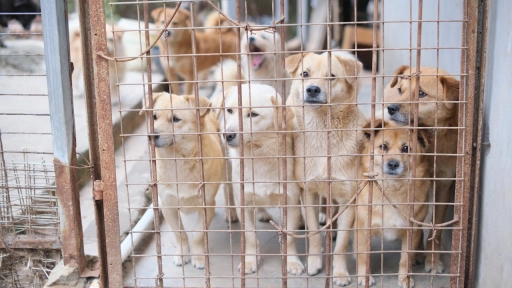 Acumuladores de animales: Descubre en qué consiste el Síndrome de Noé 