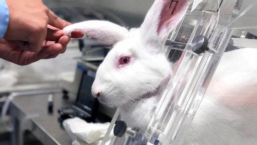 Experimentación en animales: Una práctica cruel