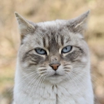 Adopción de gatos mayores: ¿cómo adoptar un gato senior?
