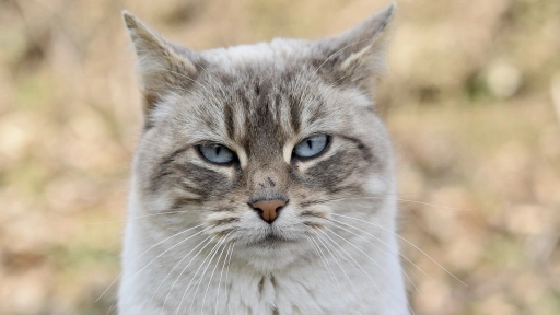 Adopción de gatos mayores: ¿cómo adoptar un gato senior?