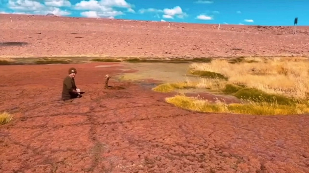 Rescate vicuña San Pedro de Atacama, Carabineros