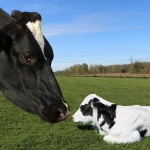 Semana Sin Lácteos mayo: La historia no contada de las madres vacas