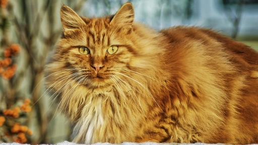 Gatos y muda de pelo: Cómo vivir con uno y no morir en el intento