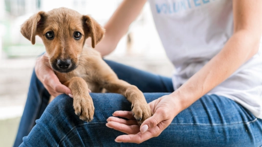 ¡Este sábado! BordeRío y Fundación Esperanza Animal realizarán jornada de adopción de perros