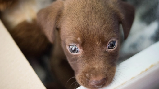 Las conmovedoras historias de los rostros de adopción en Expo Mascotas & Animales