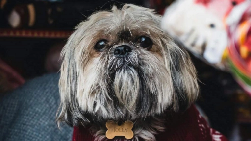 Llegó el frío y los animales lo sienten ¿Cómo prevenir resfríos en perros y gatos?