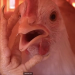 Investigación encubierta revela crueldad animal en una granja industrial de huevos en Chile