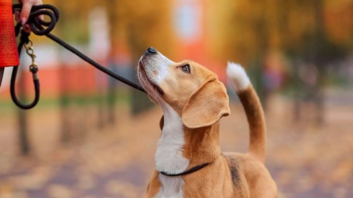 Para los perros y gatos también llegó marzo: Formas de reducir su estrés