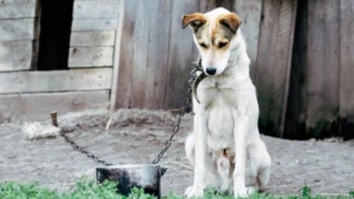 Día Mundial del Perro No podemos seguir viendo el maltrato animal como un delito de menor categoría