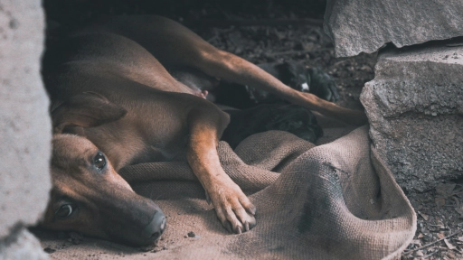 Hacen llamado a trabajar en la sanción del abandono y el desarrollo de esterilizaciones masivas en lugar de matanza indiscriminada de perros asilvestrados