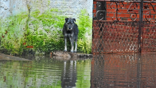 Cómo proteger a los animales en las zonas afectadas