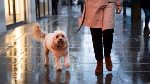 Perros y gatos: Cuídalos en días de lluvia