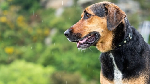 Sistema frontal: Cinco consejos para cuidar a tu perro en días de lluvia 