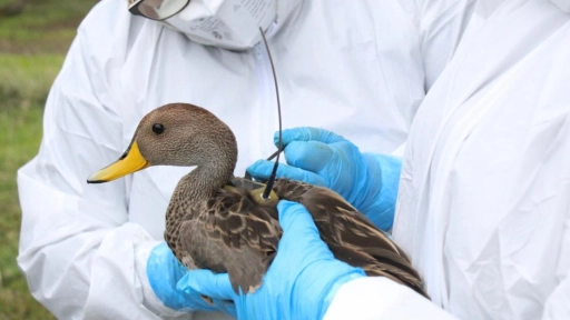 SAG instala transmisores satelitales solares en aves silvestres de las regiones del Maule y Biobío