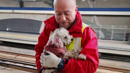 Funcionarios del Metro lograron rescatar a una perrita que bajó a las vías de la Línea 4