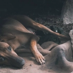 Talagante: Hombre agrede a un perro con un machete