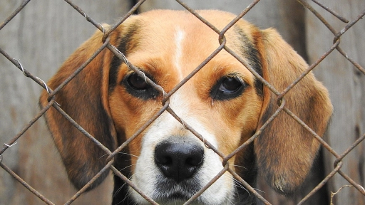 Empresa criadora de animales de laboratorio es castigada con multa histórica por delitos contra el bienestar animal