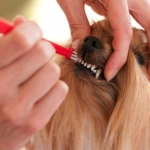 Mal aliento: Un perro puede perder piezas dentales por falta de higiene bucal