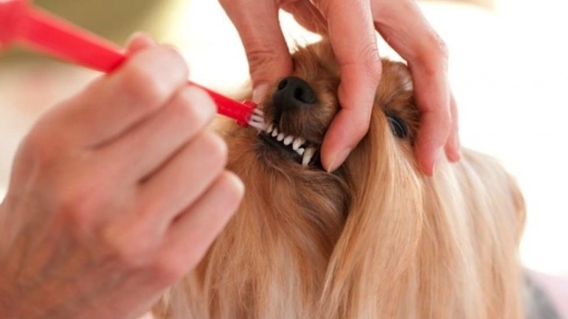 Mal aliento: Un perro puede perder piezas dentales por falta de higiene bucal 