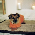 Perros y gatos ¿Deben usar ropa?