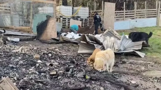 Incendio en Refugio Aperrando El Peral deja alrededor de 30 animales fallecidos