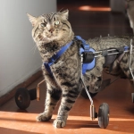 ¡Urgente! Gatito parapléjico busca hogar temporal o definitivo