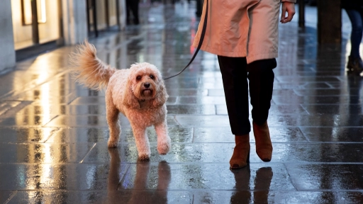 Días lluviosos: 5 consejos para pasear a tu perro 