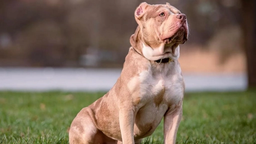 Irlanda prohibirá la cría de perros American Bully XL por aumento de ataques a personas