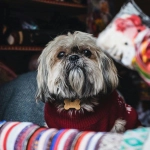 Perros y gatos: Aprende a evitar y tratar posibles resfriados