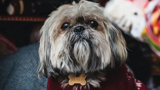 Perros y gatos: Aprende a evitar y tratar posibles resfriados