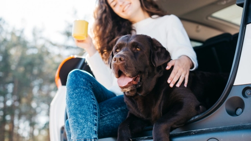 Consejos para que tus animales viajen de forma segura