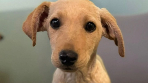 Ayuda Callejeros realizará jornada de adopción de perritos en Casaideas Mallplaza norte