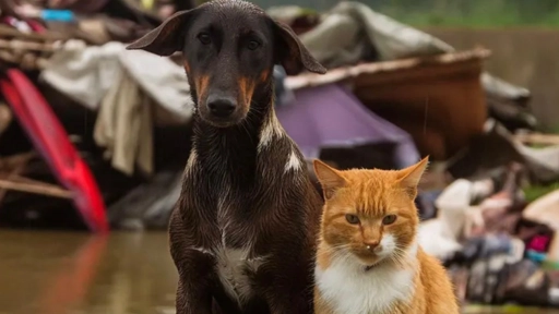 Perros y gatos : Lanzan campaña Invierno sin Hambre 2024