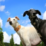 Hoy se vota el Proyecto de Ley que prohíbe las carreras de perros