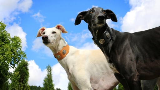 Hoy se vota el Proyecto de Ley que prohíbe las carreras de perros