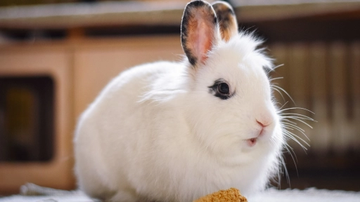 Prueba de seguridad farmacológica realizada en conejos ya no será obligatoria en Europa