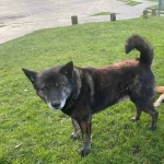 Hombre mata a un perro con un hacha en Ancud