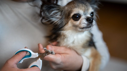 Perros y gatos: Tips para cortarles las uñas a nuestros animales