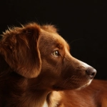 Epilepsia en perros: Cuidados y tratamiento