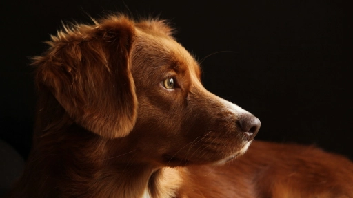 Epilepsia en perros: Cuidados y tratamiento