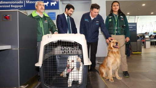 Viajes con animales: SAG facilita trámites para tutores de perros y gatos