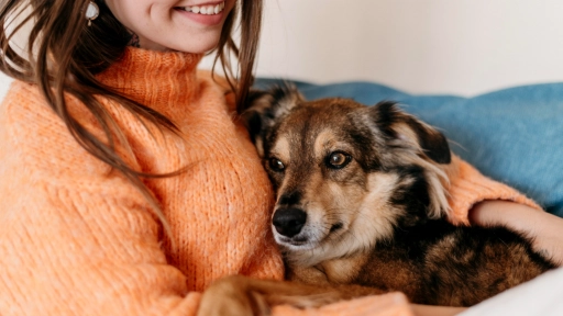 Perros: El mejor amigo del hombre