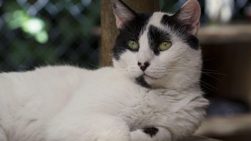 Fundación Adopta: Rescate, rehabilitación, esterilización y reubicación de gatos abandonados