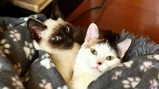 Gatos: Guía de cuidados básicos para su primer año de vida