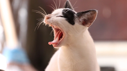 Agosto: Cuidados que debemos tener con los gatos