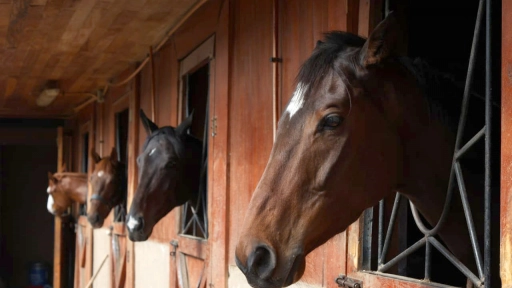 SAG anuncia término de cuarentena en Club Hípico de Santiago por Anemia Infecciosa Equina