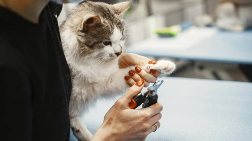 Perros y gatos: Consejos para cortarles las uñas