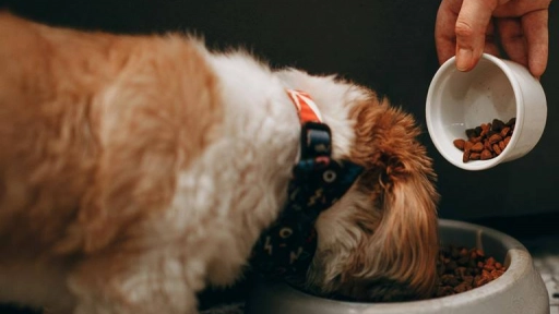 Perros y gatos: Experto explica cómo leer correctamente las etiquetas de alimentos 