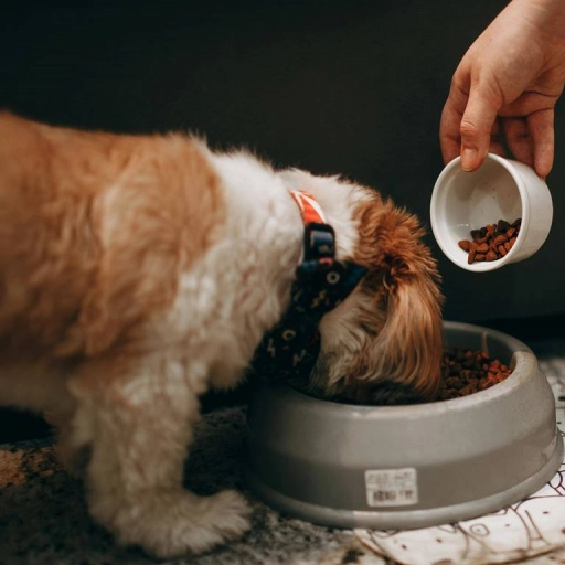 Perro comiendo / Wildlittlethingsphoto en Pexels