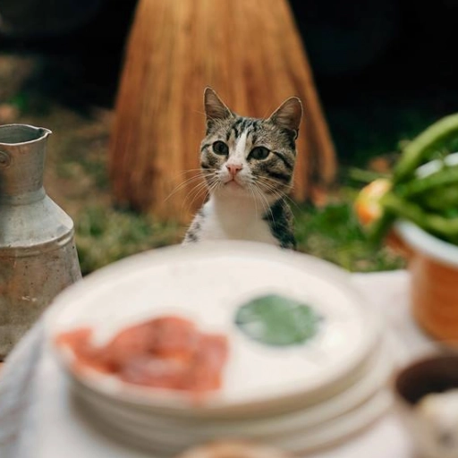 Gato comiendo / Nida Kurt en Pexels